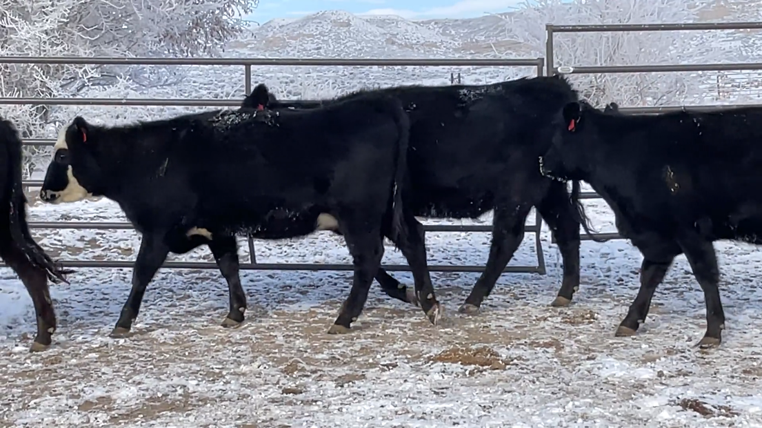 BH121B5 Fancy Home raised bred heifers! 42 head